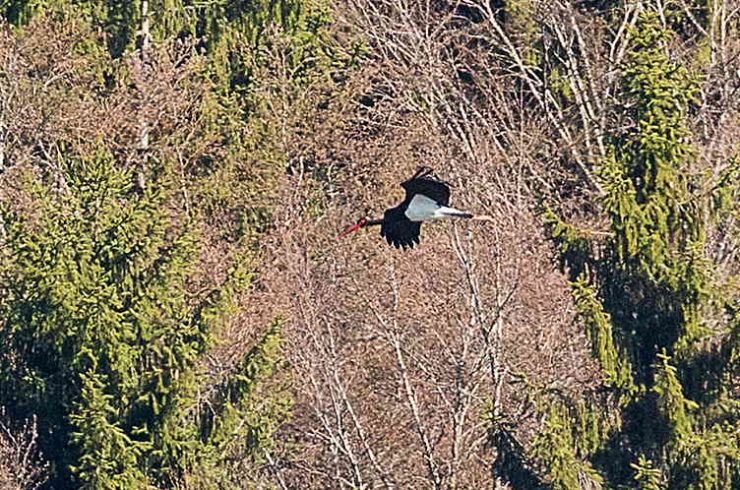 Schwarzstorch (Foto: O. Elsässer)