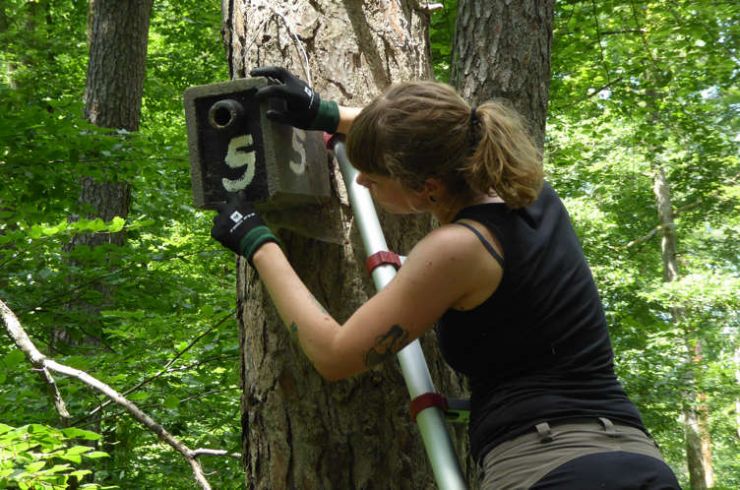 FFH-Monitoring Fledermäuse